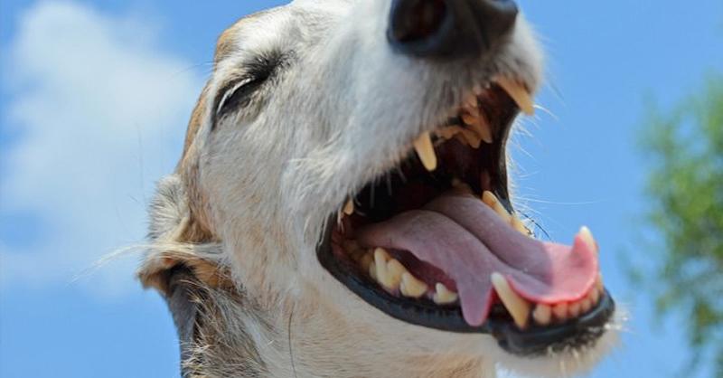  capa: Cachorro troca de dente? 