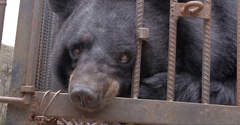  capa: Família chinesa cria filhote de urso achando que era um cachorro