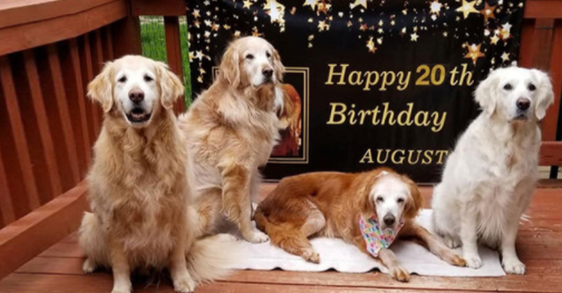  capa: Golden retriever se torna o primeiro a chegar aos 20 anos.